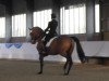 dressage horse Quitzow 3 (German Sport Horse, 2005, from Quando-Quando)