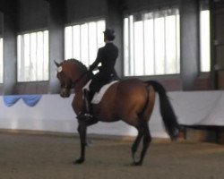 dressage horse Quitzow 3 (German Sport Horse, 2005, from Quando-Quando)