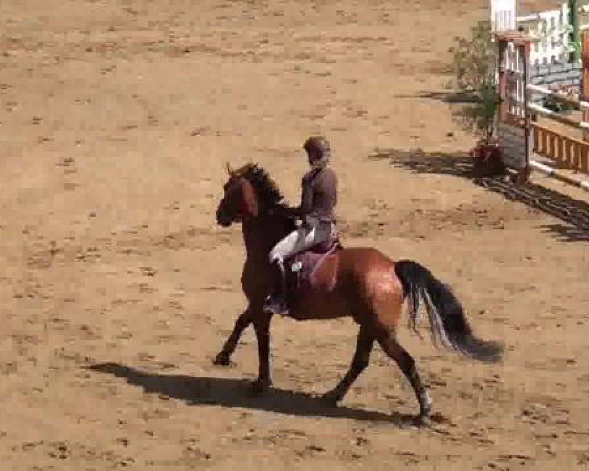 Springpferd Costa 46 (Deutsches Sportpferd, 2005, von Collini)