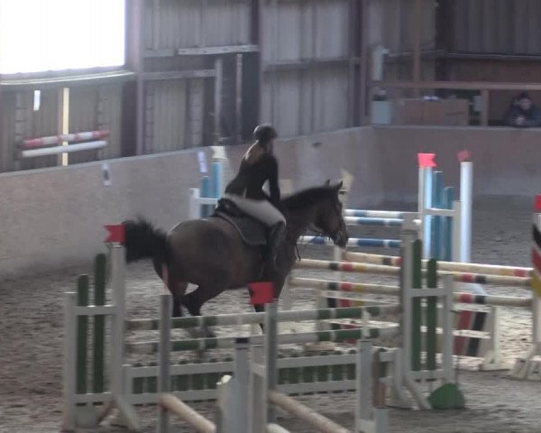 jumper Pikus 8 (German Sport Horse, 2004, from Pilado AA)