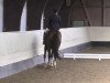 dressage horse Quick step (German Sport Horse, 2006, from Quaterman I)