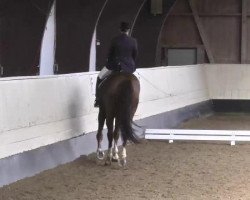 dressage horse Quick step (German Sport Horse, 2006, from Quaterman I)