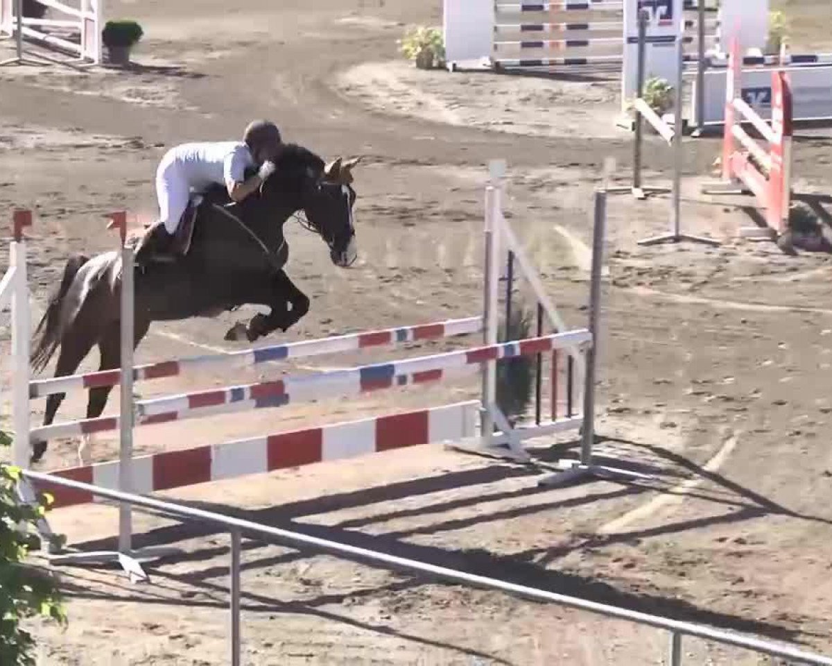 Springpferd Quifilia-K (Deutsches Sportpferd, 2006, von Quaterman I)