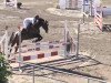 jumper Quifilia-K (German Sport Horse, 2006, from Quaterman I)