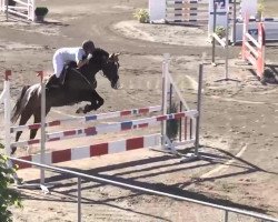 jumper Quifilia-K (German Sport Horse, 2006, from Quaterman I)