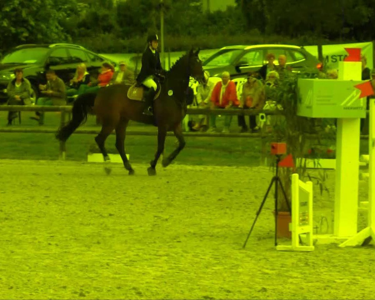 Springpferd Ronny von Richelshagen (Deutsches Sportpferd, 2003, von Richelshagen)