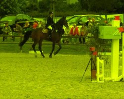 jumper Ronny von Richelshagen (German Sport Horse, 2003, from Richelshagen)