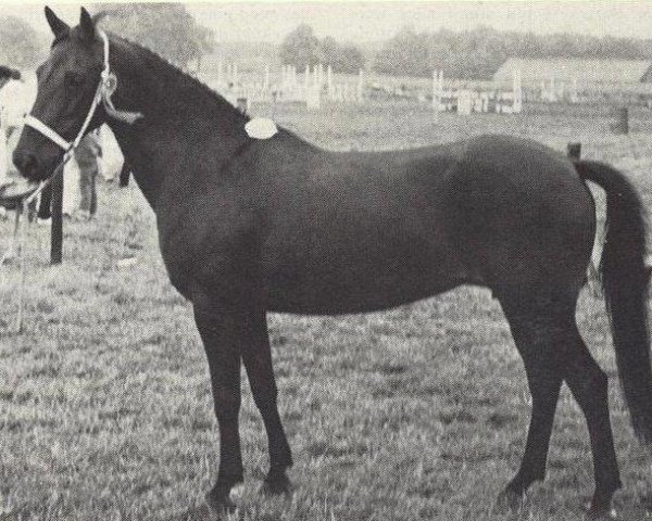 broodmare Colinda (New Forest Pony,  , from Merrie Motto)