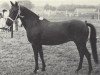 broodmare Colinda (New Forest Pony,  , from Merrie Motto)