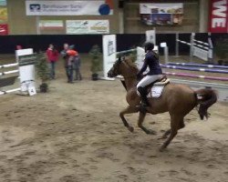 jumper Centurio 35 (German Sport Horse, 2007, from Canterbury)