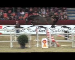 eventing horse Attempto (German Sport Horse, 2009, from Abke 4)