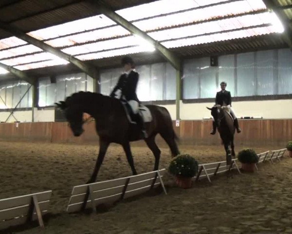 jumper Romantico 29 (German Sport Horse, 2007, from Relius)