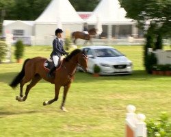 Springpferd Alonso 42 (Deutsches Sportpferd, 2007, von Askari)