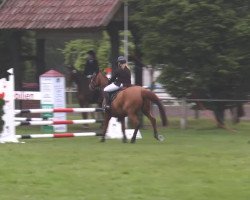 jumper Calico 12 (German Sport Horse, 2007, from Casado)