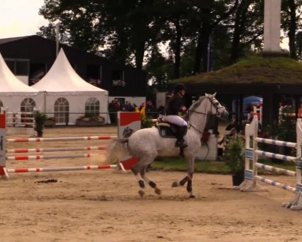 Springpferd Liviano Celano (Deutsches Sportpferd, 2007, von Lancelot Quainton)