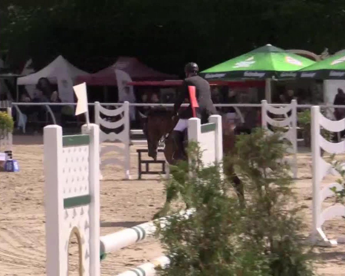 jumper Carismo (German Sport Horse, 2007, from Carving)