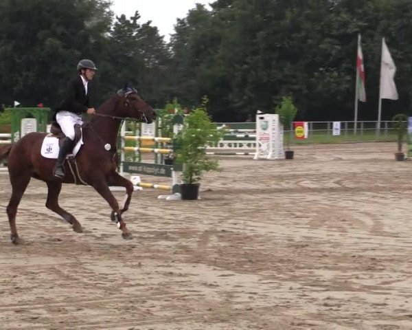 jumper Frenchman 14 (German Sport Horse, 2007, from French Kiss)