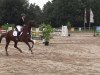 jumper Frenchman 14 (German Sport Horse, 2007, from French Kiss)