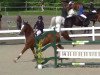 jumper Devito (German Sport Horse, 2007, from Dinglinger)