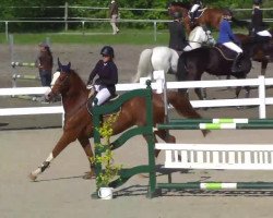 jumper Devito (German Sport Horse, 2007, from Dinglinger)