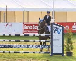 Springpferd Great Quality Balou (Deutsches Sportpferd, 2007, von Gotha Brecourt)