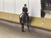 dressage horse Fly Alone (German Warmblood, 2008, from Farewell III)