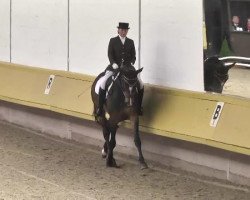 dressage horse Fly Alone (German Warmblood, 2008, from Farewell III)