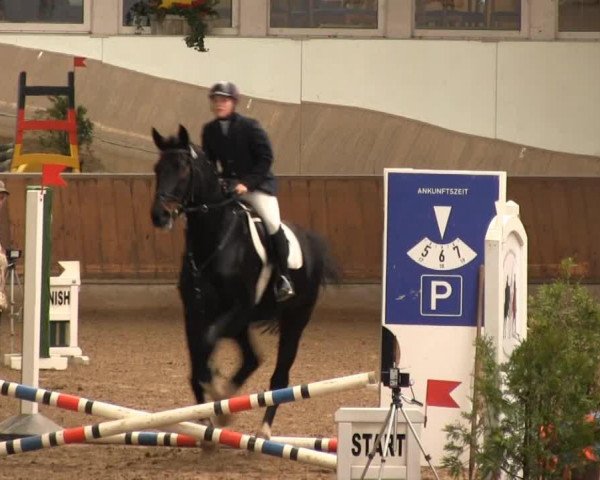 Deckhengst Paul (Shetland Pony, 2007, von Pedro v. d. Achterdijk)