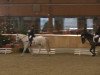 dressage horse Hot Stepper (Zweibrücken, 2003, from Unbekannt)