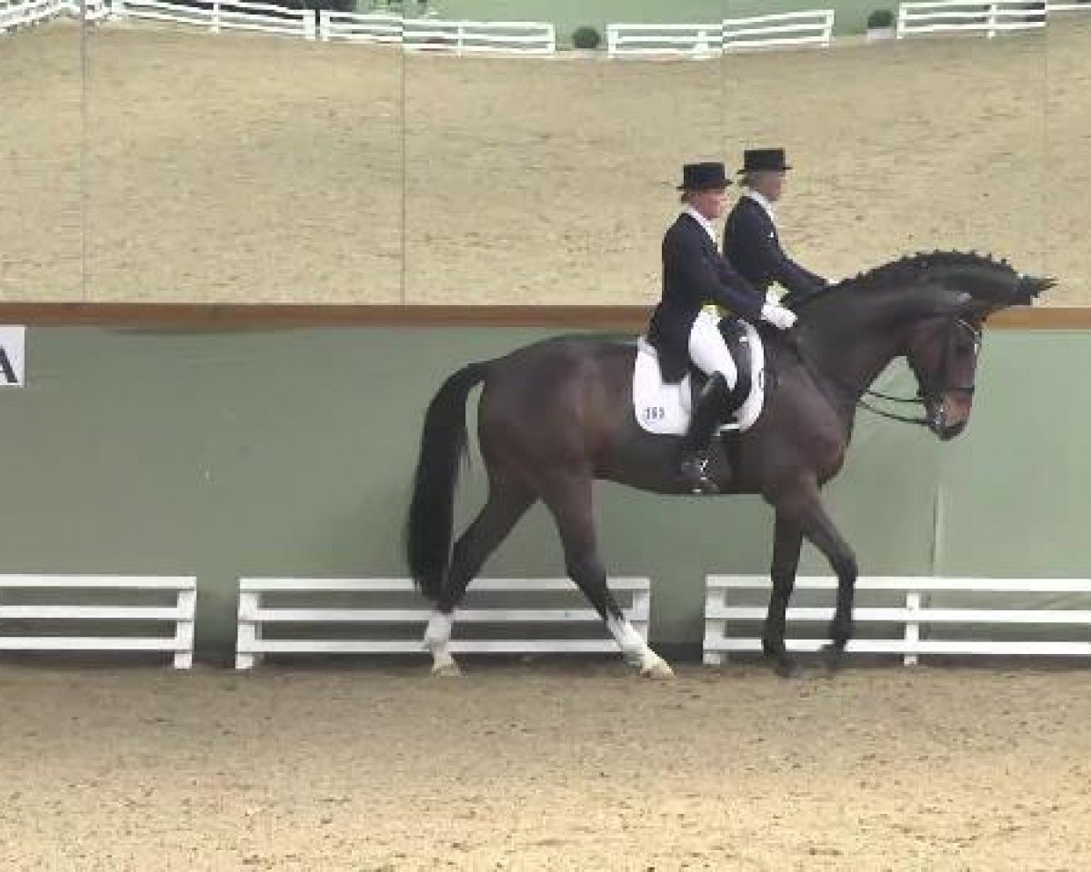 dressage horse Don Enrico V.b. (Zweibrücken, 2004, from Don Schufro)
