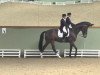 dressage horse Don Enrico V.b. (Zweibrücken, 2004, from Don Schufro)