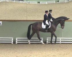 dressage horse Don Enrico V.b. (Zweibrücken, 2004, from Don Schufro)