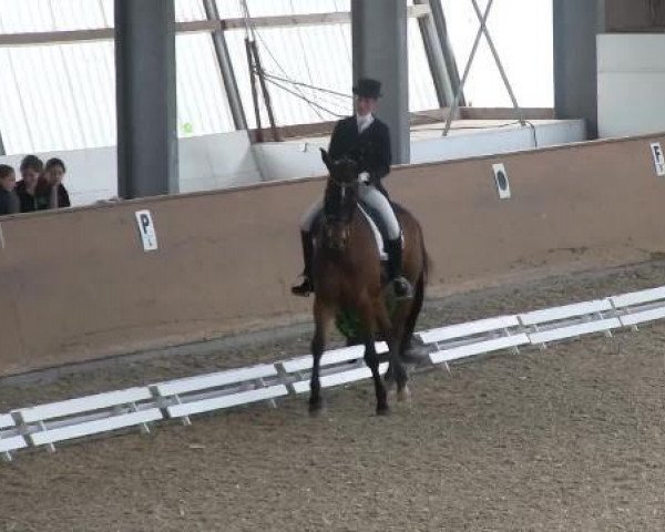 dressage horse Rimbeaud (Zweibrücken, 2001, from Riccione)