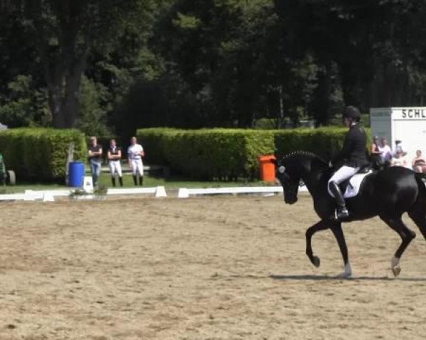 broodmare Dancing Queen H (Zweibrücken, 2003, from Don Frederico)