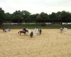 dressage horse Nashvilles Nick Nack WH (German Riding Pony, 2007, from Nashville WH)