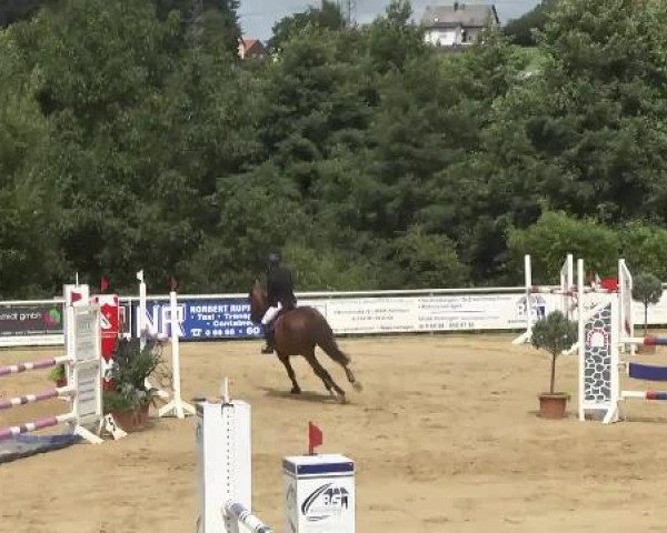 jumper Candela de Bassy (Zweibrücken, 2006, from Chambertin)