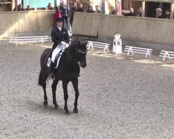 dressage horse Don Giacomo (Zweibrücken, 2002, from Don Frederico)