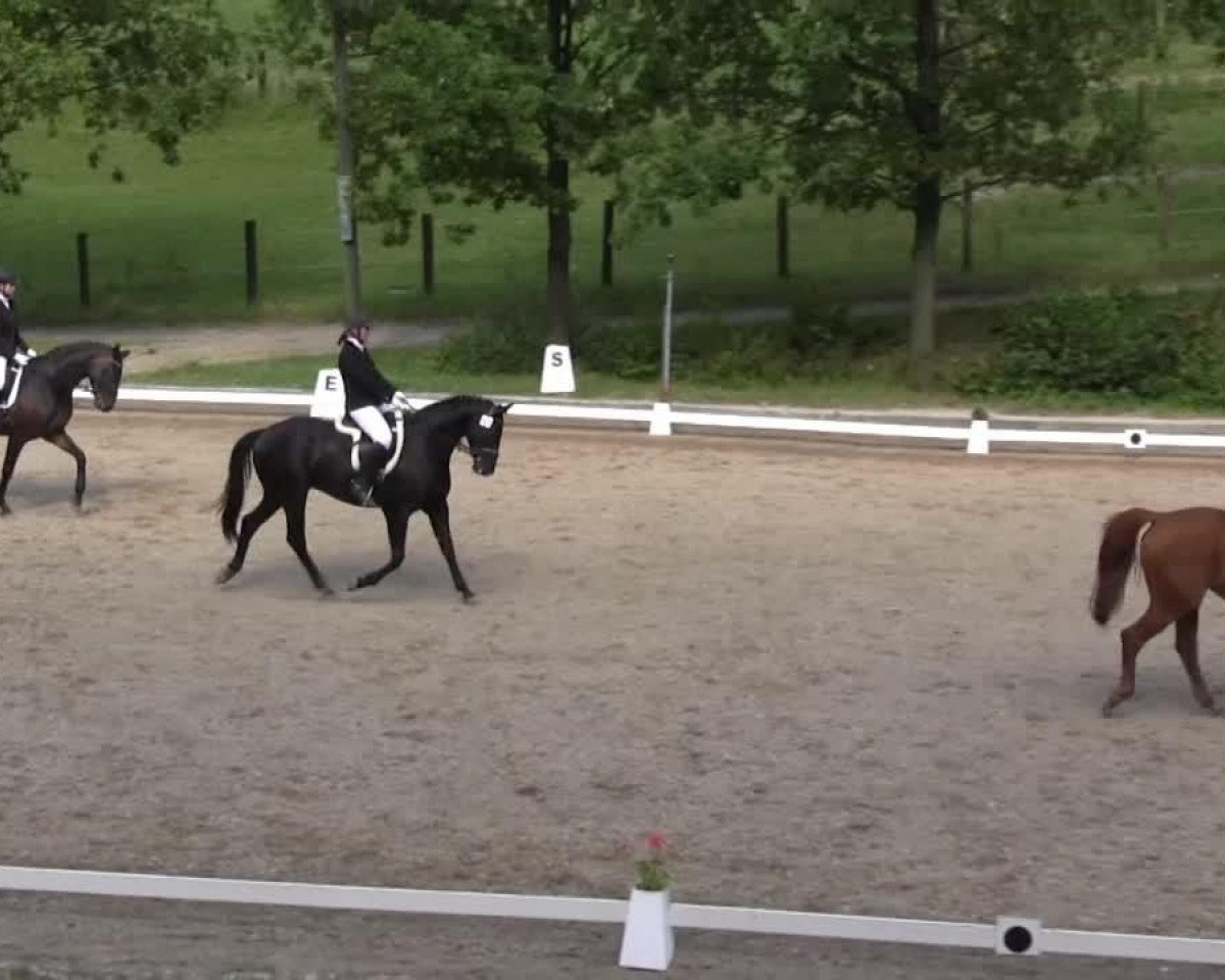 dressage horse San Marino W (Zweibrücken, 2006, from Samarant)
