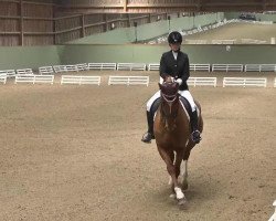 dressage horse Cooper F (Rhinelander, 2000, from Captain)