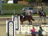 jumper Orchid's Dyland (New Forest Pony, 2004, from Kantje's Carlando)