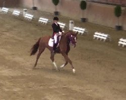 dressage horse Goldmark 4 (Rhinelander, 2002, from Guarantor)