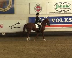 dressage horse Don Ed Bo (Rhinelander, 2005, from Don Laurie 143 FIN)