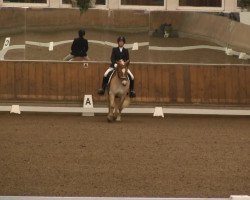 dressage horse Nonchalant 3 (Haflinger, 2006, from Nastral)