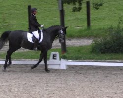 dressage horse Prosecco 62 (Rhinelander, 2007, from Pino Colado)