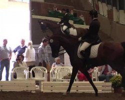 dressage horse Sweetheart 14 (Rhinelander, 2005, from Stedinger)