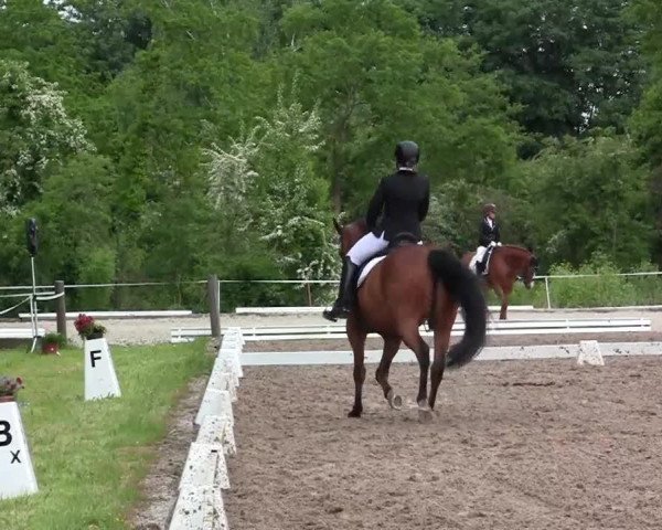 dressage horse Little Loxley L (Rhinelander, 2004, from Lord Loxley I)