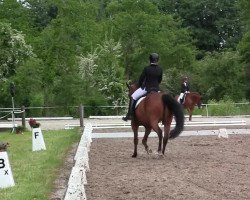 dressage horse Little Loxley L (Rhinelander, 2004, from Lord Loxley I)