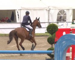 dressage horse Daquina (Rhinelander, 2003, from Don Aqui)