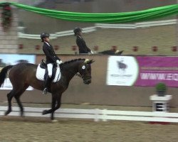 dressage horse Sunrise 105 (Rhinelander, 2003, from Sir Bedo)