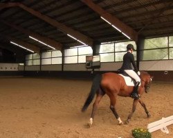 dressage horse Turmalin M (Rhinelander, 2002, from Tanzmeister I)